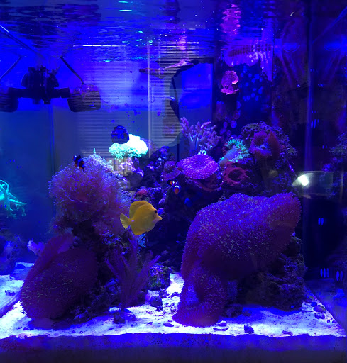 Tropical Fish Store «Max Reef Aquatics LLC», reviews and photos, 955 Connecticut Ave #3101, Bridgeport, CT 06607, USA