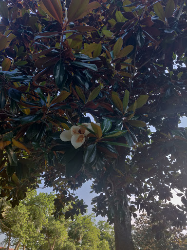 Gift Shop «Harbour Town General Store», reviews and photos, 147 Lighthouse Rd, Hilton Head Island, SC 29928, USA