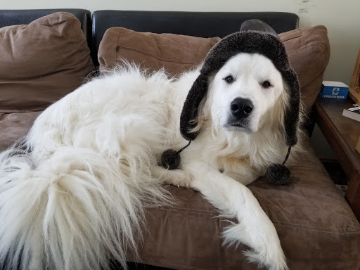 Pet Supply Store «Petco Animal Supplies», reviews and photos, 660 Chestnut Commons Dr, Elyria, OH 44035, USA