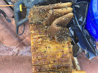 Rat Control of Florida - Photo 6 - Car repair in Davie, FL, Pembroke Pines