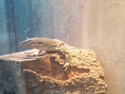 Pet Store «Lost Realms Pets», reviews and photos, 8059 N Cedar Ave, Fresno, CA 93720, USA