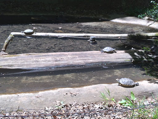 Park «Bays Mountain Park & Planetarium», reviews and photos, 853 Bays Mountain Rd, Kingsport, TN 37660, USA