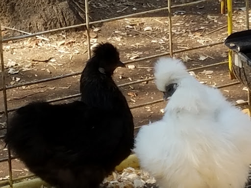 Museum «Queens County Farm Museum», reviews and photos, 73-50 Little Neck Pkwy, Queens, NY 11004, USA