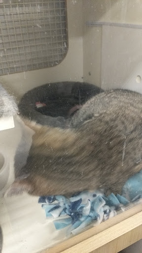 Pet Supply Store «Petco Animal Supplies», reviews and photos, 4440 Rib Mountain Dr, Wausau, WI 54401, USA