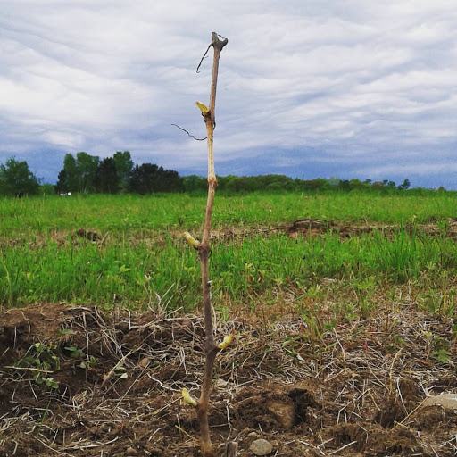 Winery «Seven Ponds Winery», reviews and photos, 87380 Betzold Rd, Bayfield, WI 54814, USA