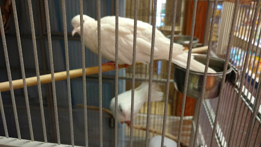 Pet Store «Animal Ark», reviews and photos, 175 S 500 E St, American Fork, UT 84003, USA