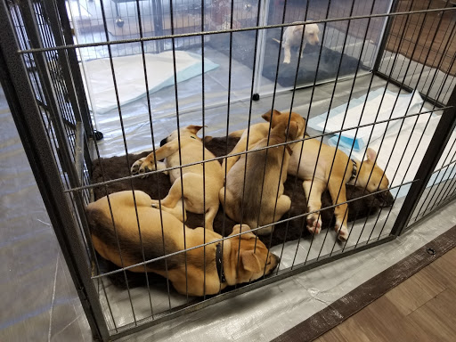 Pet Supply Store «At Your Services Pet Supplies», reviews and photos, 55 S Valle Verde Dr #300, Henderson, NV 89012, USA