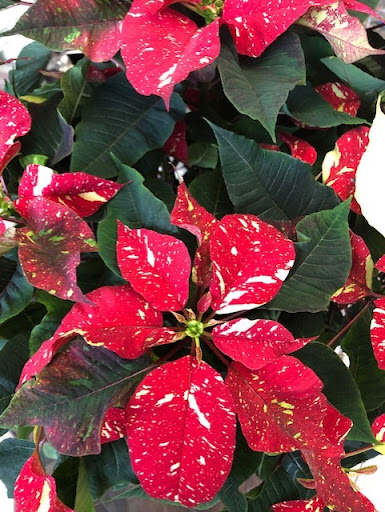 Florist «Abloom», reviews and photos, 9325 Dorchester St, Highlands Ranch, CO 80129, USA