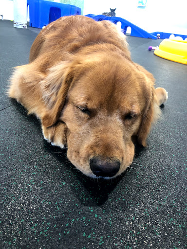 Pet Store «Bark Life Market», reviews and photos, 11220 Park Blvd N, Seminole, FL 33772, USA