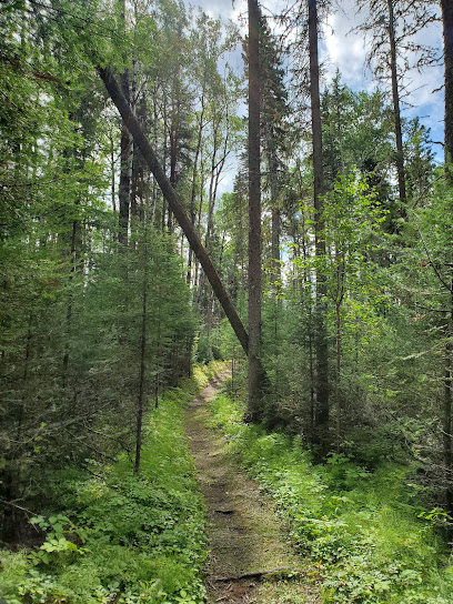 Treebeard Trail