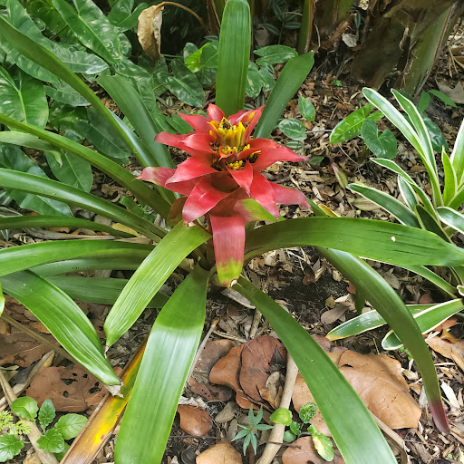 Botanical Garden «Heathcote Botanical Gardens», reviews and photos, 210 Savannah Rd, Fort Pierce, FL 34982, USA