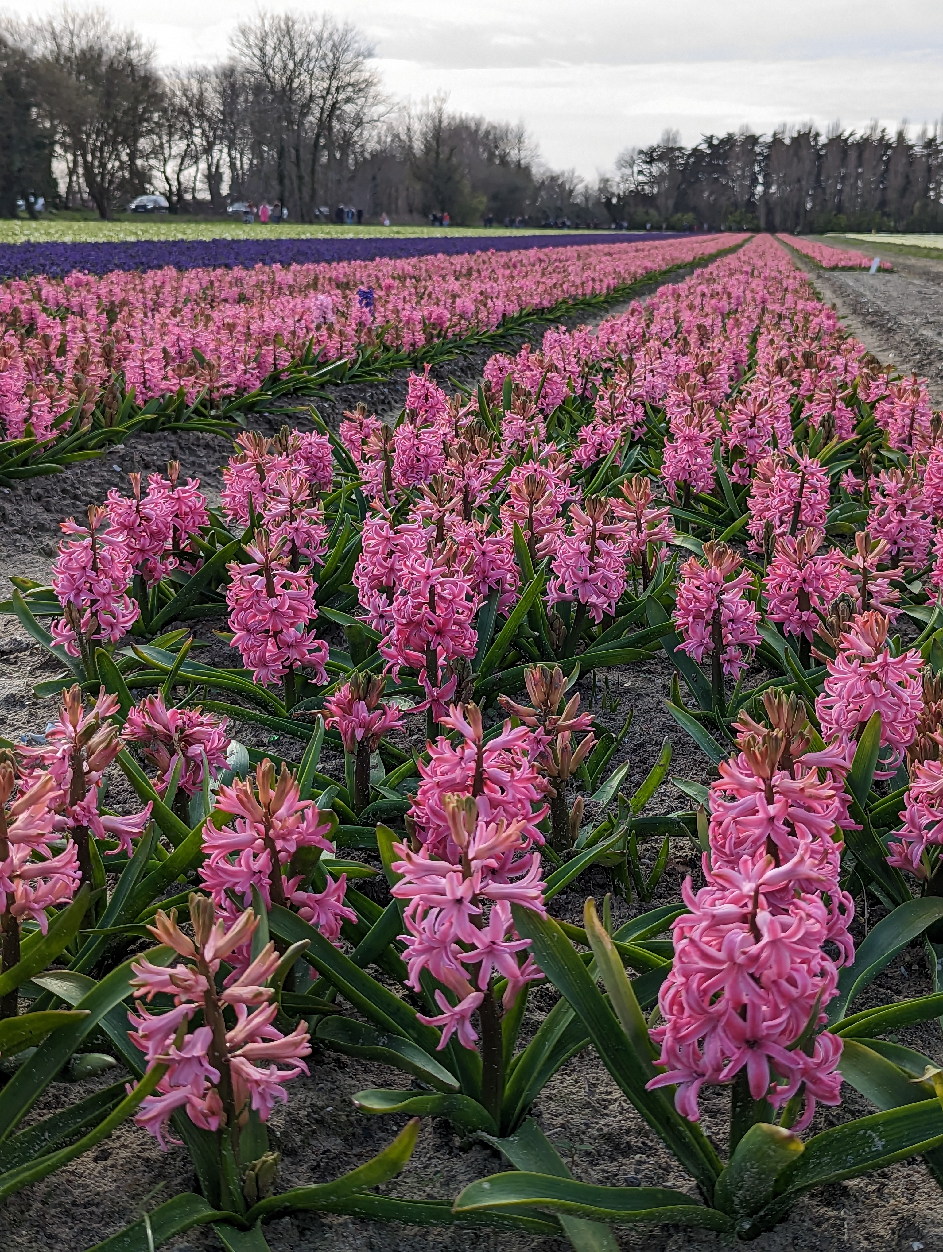 Photo n° 2 de l'avis de Jersey.h fait le 02/04/2023 à 21:00
