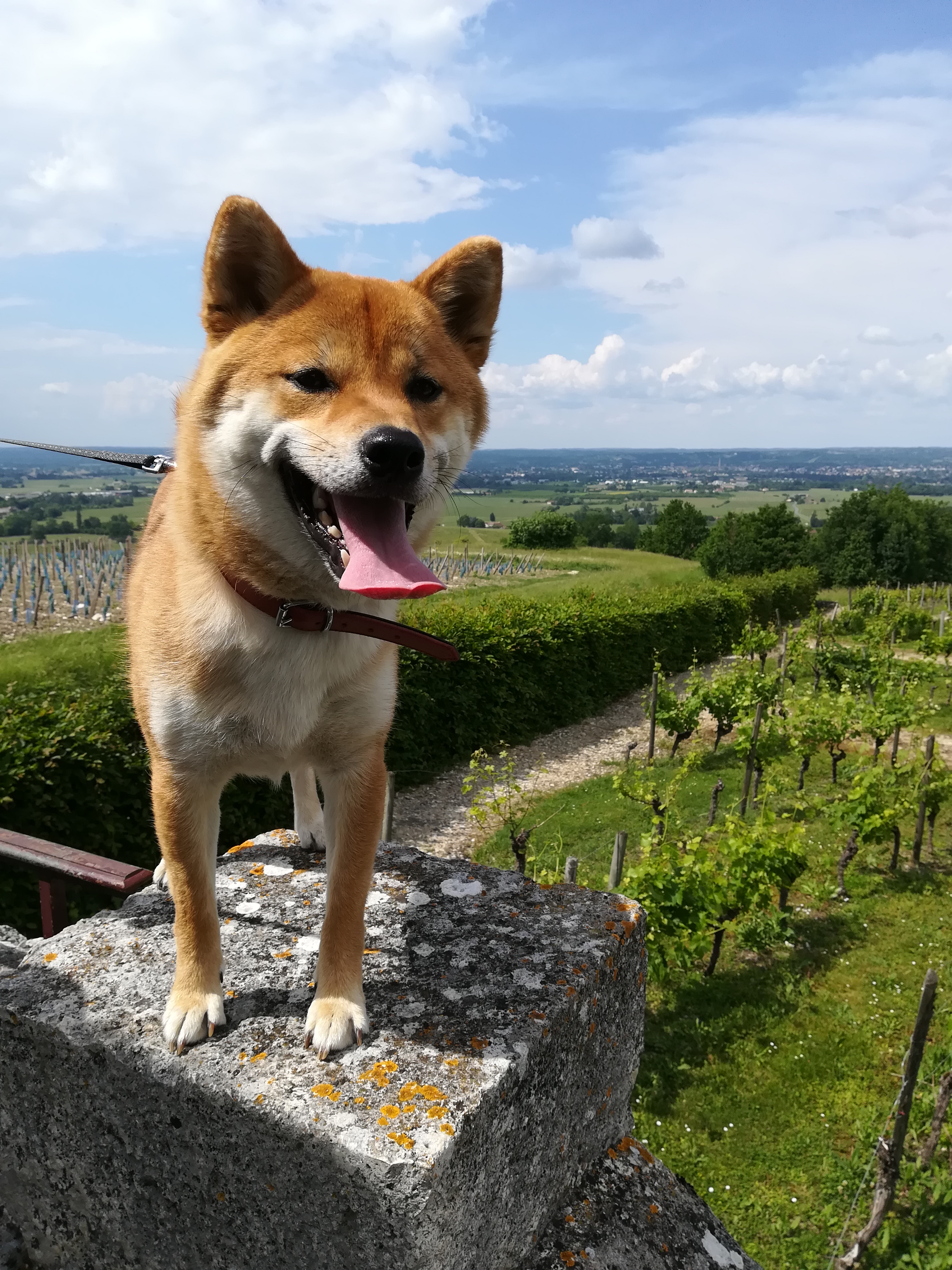 Photo n° 1 de l'avis de Mel. fait le 21/06/2018 à 07:10