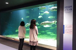 Kyoto University Shirahama Aquarium image