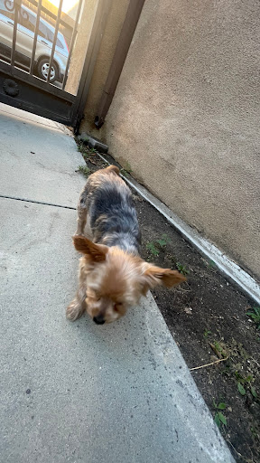 Pet Grooming image
