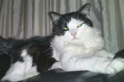 Tropical Fish Store «America Aquaria», reviews and photos, 3485 N 124th St, Brookfield, WI 53005, USA