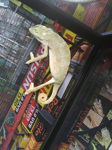 Pet Store «A Family Pet Center», reviews and photos, 6230 N Lockwood Ridge Rd, Sarasota, FL 34243, USA