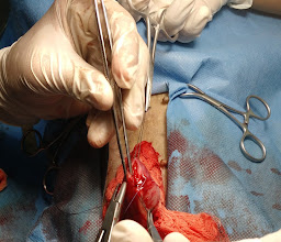 Aláak Veterinaria photo