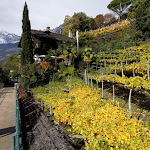 Photo n°1 de l'avis de Emanuele.e fait le 04/11/2018 à 14:42 sur le  Saxifraga à Tirol