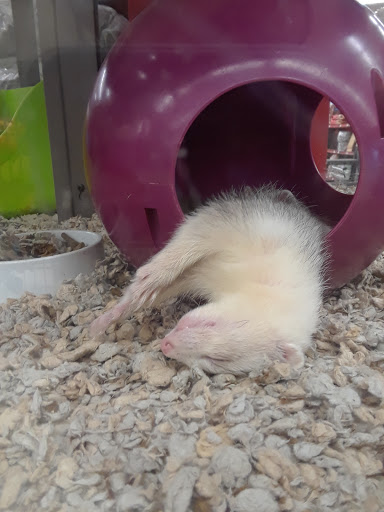 Pet Supply Store «Petco Animal Supplies», reviews and photos, 187 Stonebrook Pl, Jackson, TN 38305, USA