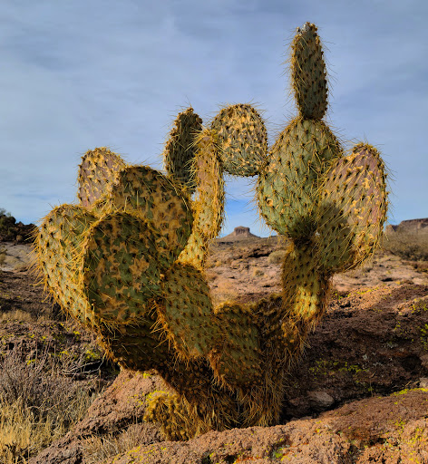 Hiking Area «Monolith Garden Trail», reviews and photos, Metwell Dr, Kingman, AZ 86401, USA