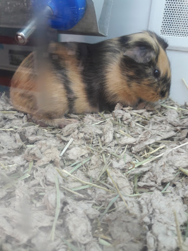 Pet Supply Store «Petco Animal Supplies», reviews and photos, 760 Queen St, Southington, CT 06489, USA