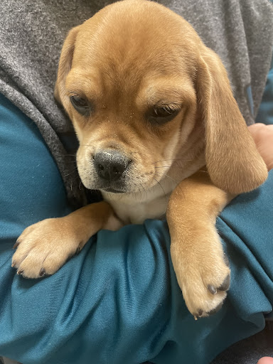 Pet Store «Yuppy Puppy Pet Shop», reviews and photos, 292 Frantz Rd, Stroudsburg, PA 18360, USA