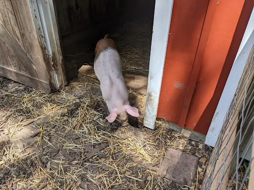 Zoo «Lords Park Zoo», reviews and photos, 325 Hiawatha Dr, Elgin, IL 60120, USA