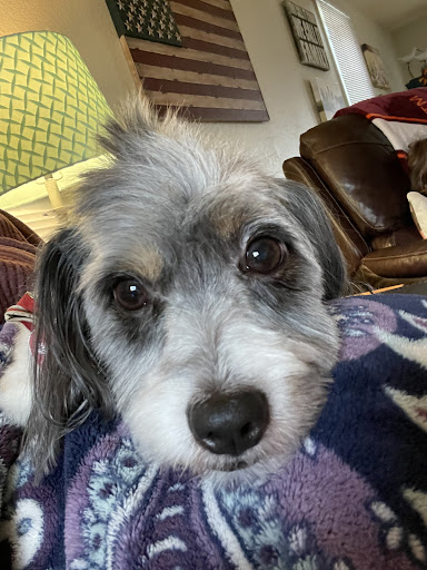 Pet Supply Store «Petco Animal Supplies», reviews and photos, 1309 W Main Rd, Middletown, RI 02842, USA