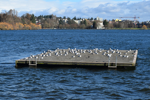 Park «Green Lake Park», reviews and photos, 7201 East Green Lake Dr N, Seattle, WA 98115, USA