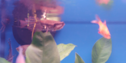 Pet Supply Store «Pet Valu», reviews and photos, 325 Cross Roads Blvd, Cold Spring, KY 41076, USA