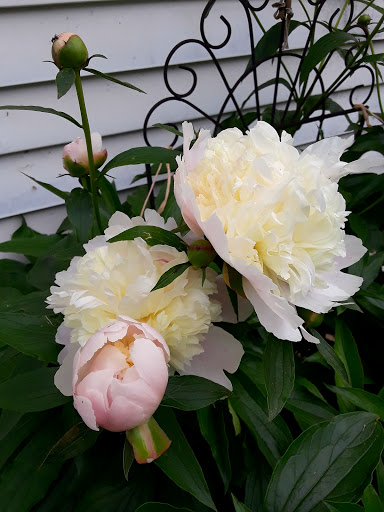 Fishing Store «Indian Creek Fishing & Fire Arms», reviews and photos, 3479 Mango Dr, Danielsville, PA 18038, USA