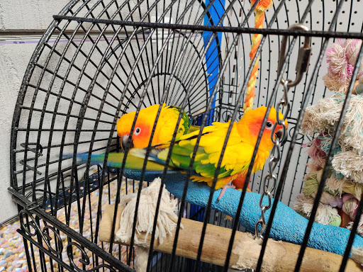 Tropical Fish Store «Stingray Bay», reviews and photos, 17800 E 9 Mile Rd, Eastpointe, MI 48021, USA