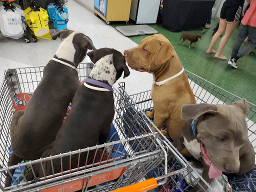 Pet Supply Store «Petco Animal Supplies», reviews and photos, 3320 Stockton Hill Rd, Kingman, AZ 86409, USA