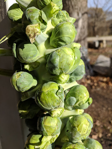 Carpet Store «Ginger Blossom», reviews and photos, 3016 IL-173, Richmond, IL 60071, USA