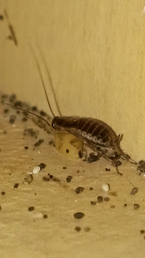 Cockroach fumigation companies Austin