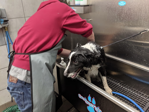 Pet Supply Store «Pet Supplies Plus», reviews and photos, 531 Monroe Ave, Rochester, NY 14607, USA