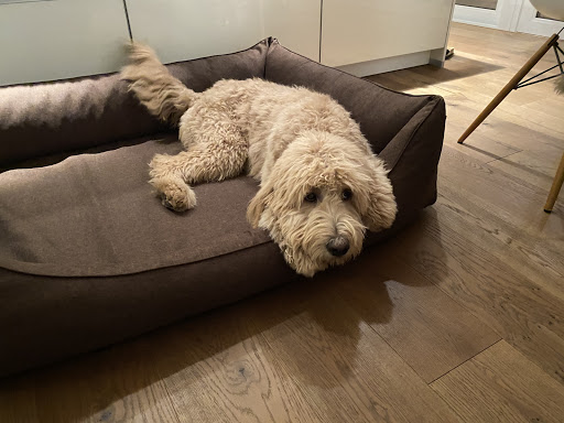 Hund & Glück unter Höchberg, 