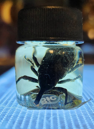 Explore tattoo connection ideas, creative tattoo ideas in Onalaska, available at Rock Bottom Tattoo Studio