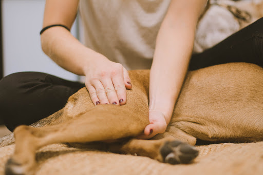 Vibra Veterinaria - Centro de Rehabilitación y Fisiatría en Godella