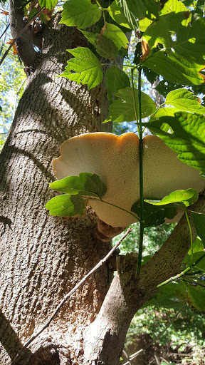 Park «Harrods Creek Park», reviews and photos, 6530 Montero Dr, Prospect, KY 40059, USA