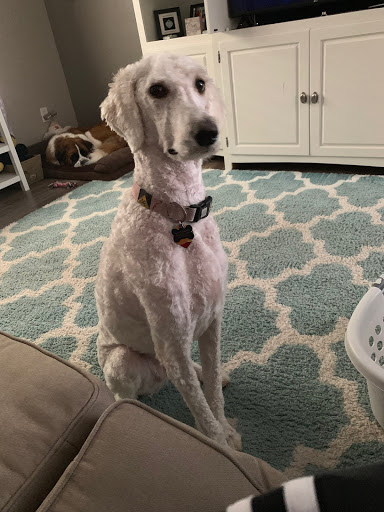 Pet Supply Store «PetSmart», reviews and photos, 2801 Pine Lake Rd, Lincoln, NE 68516, USA