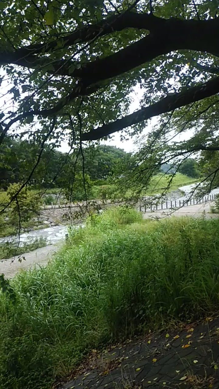 柳瀬川とさくら並木(清瀬10景)