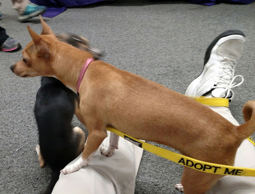 Pet Supply Store «Healthy Pet Center», reviews and photos, 775 New Loudon Rd, Latham, NY 12110, USA