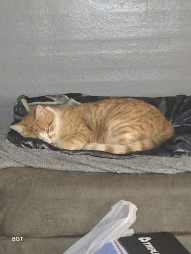 Affordable Veterinary Services image