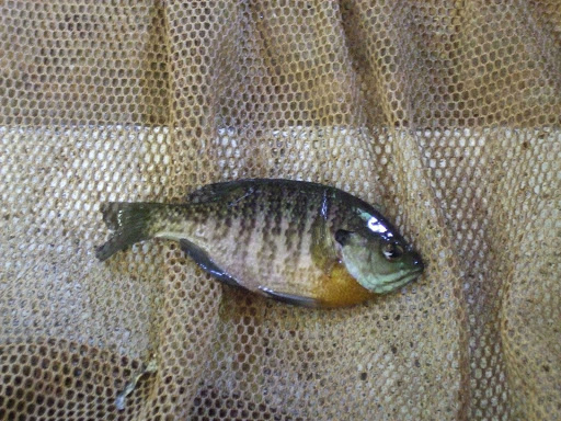 Fish Farm «Imlay City Fish Farms Inc», reviews and photos, 1442 N Summers Rd, Imlay City, MI 48444, USA