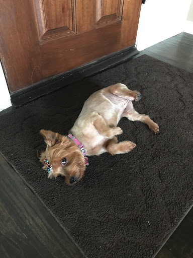 Pet Groomer «Woof Gang Bakery Rockwall», reviews and photos, 832 Steger Towne Rd, Rockwall, TX 75032, USA