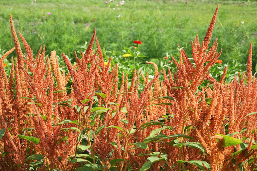 Farm «Langwater Farm», reviews and photos, 209 Washington St, North Easton, MA 02356, USA