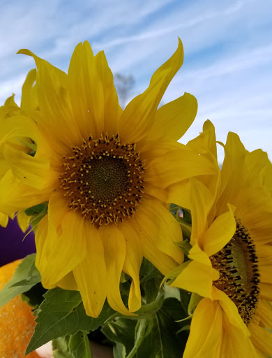 Pumpkin Patch «CornFun Corn Maze Adventure And Pumpkin Patch», reviews and photos, 9391 Lindsey Ln, Casco, MI 48064, USA