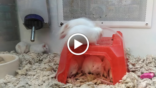 Pet Supply Store «Petco Animal Supplies», reviews and photos, 12960 Middlebrook Road #520a, Germantown, MD 20874, USA